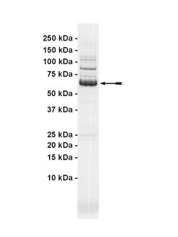 Eurofins DiscoverX HPK1 Protein, Active 10 &mu;g | Buy Online | Eurofins DiscoverX | Fisher Scientific